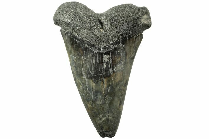 Fossil Broad-Toothed Mako Tooth - South Carolina #214490